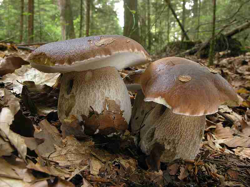  Image name: 263 Porcino.jpg 
 width: 800 pixel 
 height: 600 pixel 
 Size: 37137 bytes 
 Click to enlarge 